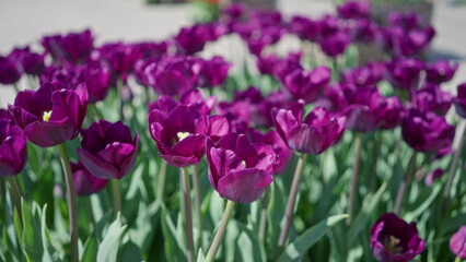 Purple tulips bloom vibrantly in a lush dutch garden, showcasing vivid colors of spring in the netherlands under a bright sky.