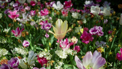 Obraz premium Spring flowers bloom vibrantly in a colorful garden in the netherlands, showcasing tulips and lush greenery under the warm sunlight.