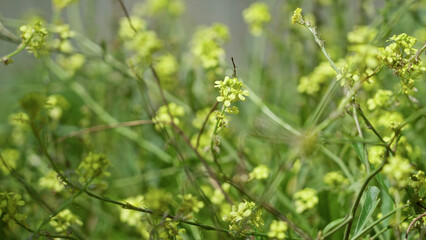 Obraz premium Closeup of green plants with small yellow flowers in torrevieja, spain on a sunny day, showcasing vibrant nature and outdoor scenery.