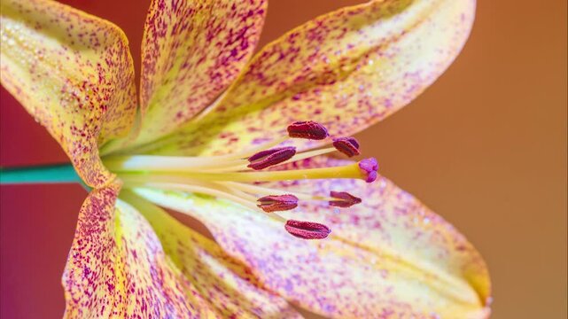 angled interior of lily showing stamen and speckled pistil on warm backdrop, botanical photographer capturing inner petal texture, intimate view