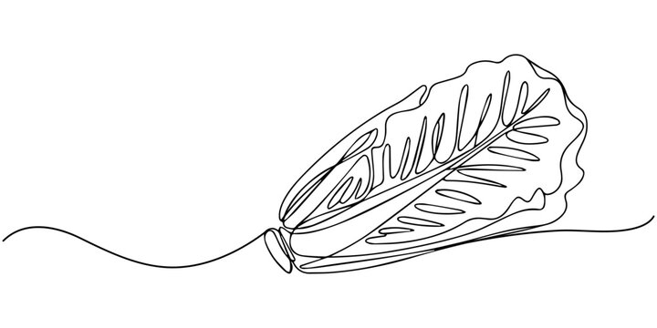 Fresh romaine lettuce continuous one line drawing, One single line drawing healthy organic green lettuce leaves for farm logo identity. Fresh salad ingredient concept for vegetable icon. Modern
