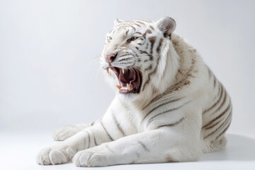 Fototapeta premium A wallpaper background featuring a large white tiger lying down and yawning in a white photography studio setting