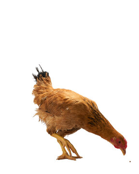 chicken on white background