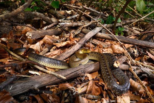 Aesculapian snake // &Auml;skulapnatter (Zamenis longissimus) - Odenwald, Germany