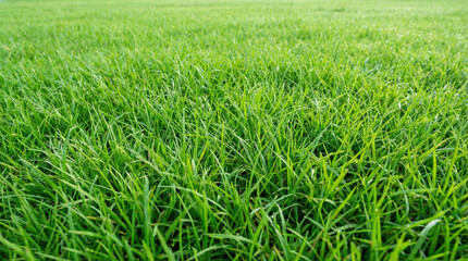 Obraz premium Vibrant green grass thrives in a sunny field, showcasing a beautiful and natural landscape in daylight.