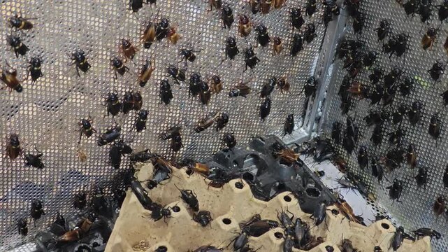 House cricket in paper box