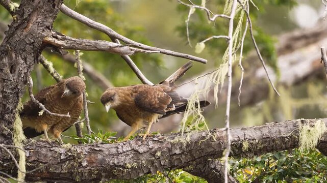 Two brown Chimango Caracaras (Milvago chimango) standing on a thick tree branch covered in lichen and moss