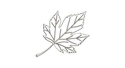 Detailed line drawing of a single maple leaf on white background