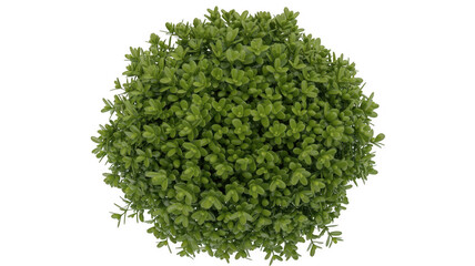 Obraz premium Green leafy shrub leaves plant nature isolated on a transparent background