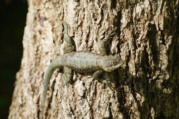 Obraz premium Tropidurus oreadicus&nbsp;or better known in Brazil as calango is a species of lizard of the Tropiduridae family.&nbsp; Fortaleza – Ceará, Brazil.