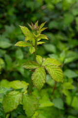 Close up of vibrant new shoots of a wild bramble plant against a natural green background. Concept of new growth, freshness, and nature's beauty.bramble