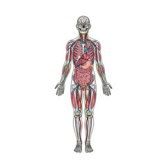 Fototapeta premium Detailed human anatomy illustration showing internal organs and skeletal system