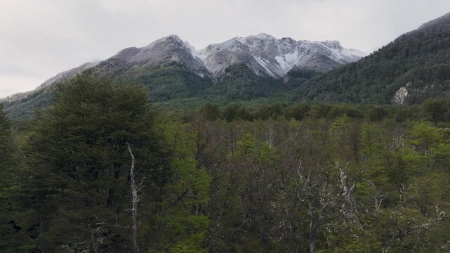 Drone shot of dense Patagonian Andean forest with &ntilde;ire, coihue, lenga trees and snow-capped mountains under gray sky