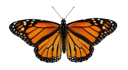 Monarch butterfly isolated PNG on transparent background, orange and black wings with white spots, detailed insect for design projects © LUXSTORY