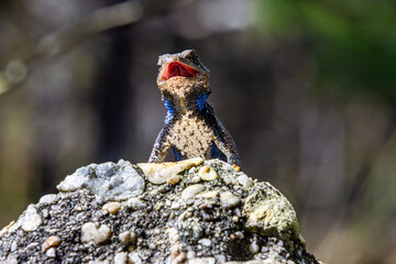 fence lizard close-up with details