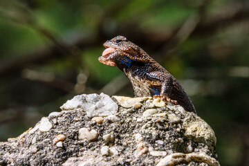 fence lizard with sticking out tongue close-up with details 