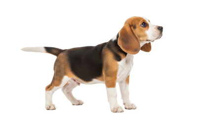 Adorable beagle puppy isolated PNG, standing in a playful pose with its distinctive tri-color coat on transparent background © LUXSTORY