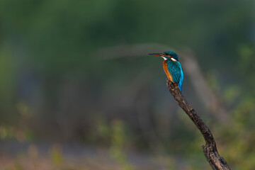 Obraz premium Common Kingfisher Perched on Branch with Copy Space