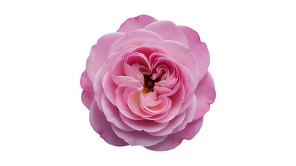 Pink rose flower with layered petals viewed from above against transparent  background overhead view