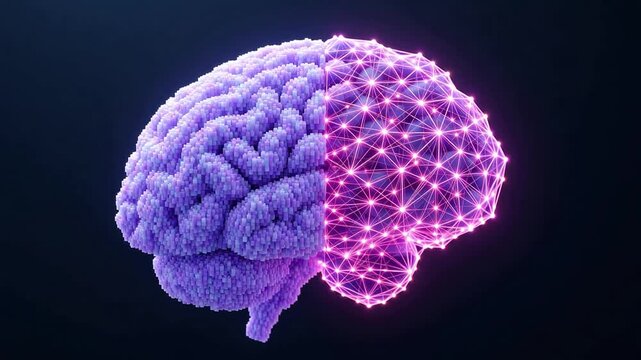 Human brain digital representation