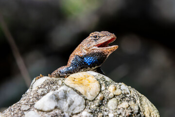 fence lizard close-up with details