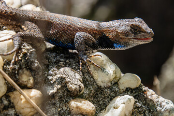 fence lizard close-up with details