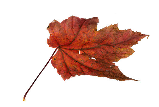Macro close-up of red colored autmn maple leaf with holes on a transparent background
