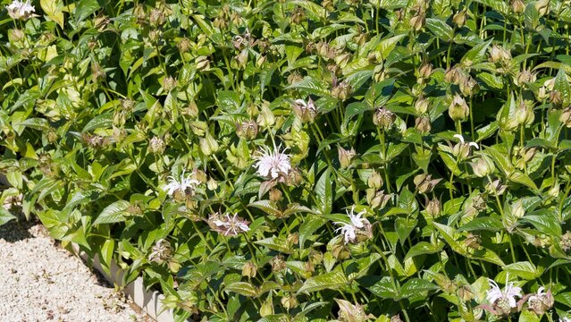 (Monarda bradburiana) Clump of white-pinkish Eastern beebalm or wild bergamot flowers above dense glossy gray-green lanceoate foliage as decorative ground cover in a garden border

