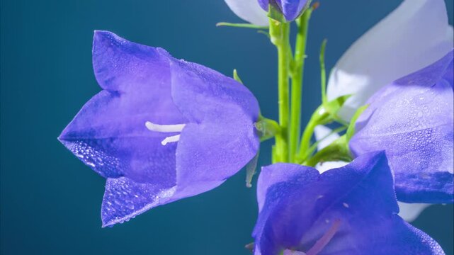 blue bellflower with white accents, morning dewdrops on petals, crisp teal background and delicate stems for fresh floral design and lifestyle use