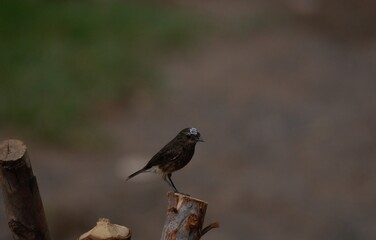 Obraz premium pied bush chat 