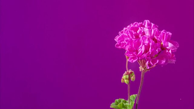 minimal geranium stem portrait against magenta single upright stem with clustered blossoms and green leaves in studio lighting, clean negative space