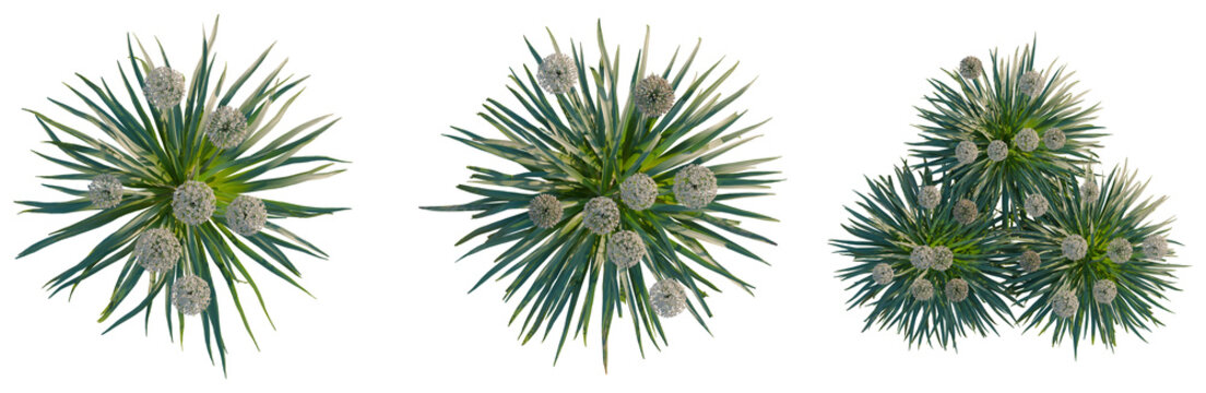 Allium tree plan, top view, cutout, transparent background, isolate, Delicate Blue Lavender Flowers in a Field, Soft Focus Background, Capturing the Beauty of Nature, Floral Photography