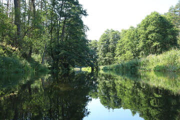 Calm forest river with reflections and lush green vegetation
