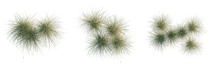 Obraz premium Carex appressa tree plan, top view, cutout, transparent background, isolate, Delicate Spanish Moss Hanging from a Branch, showcasing its ethereal beauty and intricate details