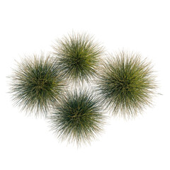 Obraz premium Festuca gautieri tree plan, top view, cutout, transparent background, isolate