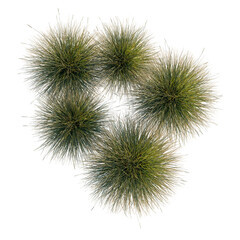Obraz premium Festuca gautieri tree plan, top view, cutout, transparent background, isolate, Lush green grass texture, detailed close-up, vibrant and natural, ideal for backgrounds, nature-inspired designs