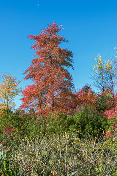 Nyssa sylvatica Tupelobaum Habitus mit Herbstf&auml;rbung