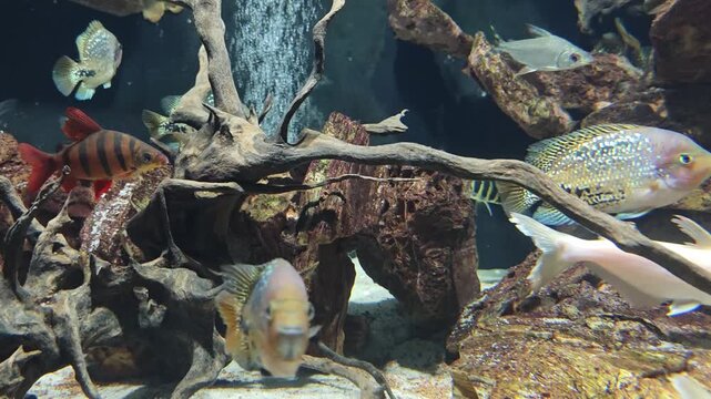 Tropical freshwater fish swimming in a decorated aquarium with driftwood and rocks.
