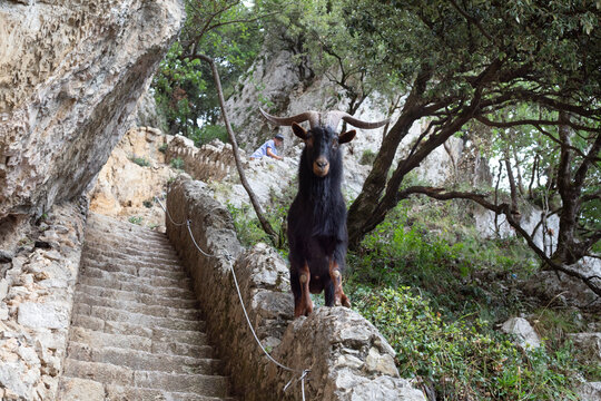 Anson goat, a native breed of Cantabria, on the steps leading to the Caballo lighthouse, Cantabria