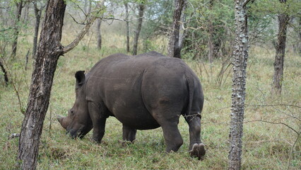Fototapeta premium South African rhino in the bush