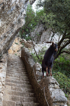 Anson goat, a native breed of Cantabria, on the steps leading to the Caballo lighthouse, Cantabria