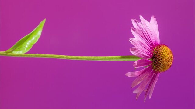 magenta background sideprofile coneflower with long horizontal stem and single leaf, studio macro botanical study capturing delicate petals.