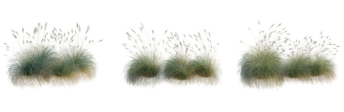 Festuca glauca tree, elevation, front view, cutout, transparent background, isolate, Lush Green Grass Texture with Dewdrops - Seamless Pattern Background for Design, Wallpaper