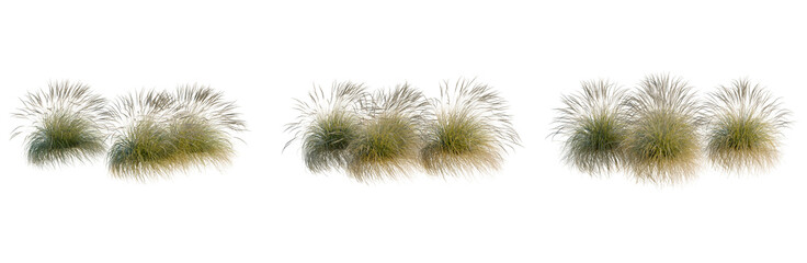 Obraz premium Festuca mairei tree, elevation, front view, cutout, transparent background, isolate, Delicate fern leaf texture, detailed close-up showcasing intricate patterns and natural beauty