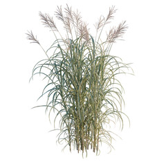 Obraz premium Miscanthus giganteus tree, elevation, front view, cutout, transparent background, isolate, Detailed close-up view of lush green grass blades in a meadow