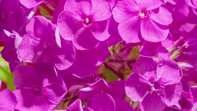 Dewkissed magenta phlox in vivid studio hues. Macro of vibrant magenta phlox flowers with dew droplets and intense studio lighting effects