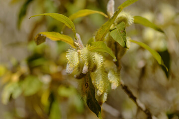 Obraz premium Flora of Gran Canaria - Salix canariensis, Canary Islands willow, soft light yellow catkins flowering in winter