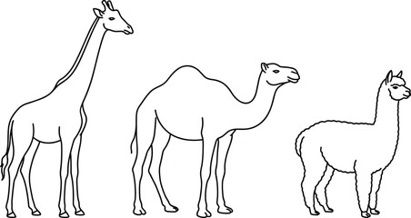 Fototapeta premium Minimalist vector line art illustration of a giraffe, camel, and alpaca standing together on a clean white background for design.
