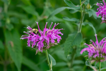 Fototapeta premium A bumble bee collecting nectar from a vibrant purple bee balm flower
