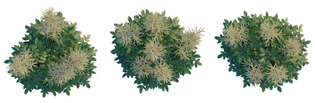 Aruncus sylvester tree plan, top view, cutout, transparent background, isolate, Delicate Japanese Snowball Cherry Blossom Branch Close-Up, Spring Floral Beauty, Macro Photography